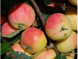 Налив Амурский (яблоня)