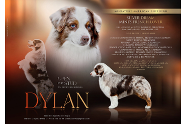 Презентация Дилана