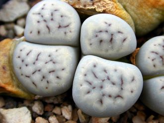 Lithops schwantesii v.urikosensis C083 (MG) - 10 семян