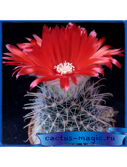 Parodia catamarcensis VG 183