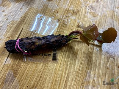 Нимфея У.Б Шоу