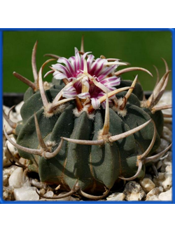 Echinofossulocactus coptonogonus SB 13