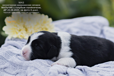 мальчик с ГОЛУБЫМ ошейничком Д-2025, окрас черный триколор, возраст 8 дней