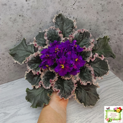 ВаТ-Тип-Топ (Т. Валькова) 2015 г. (лист посажен 04.02.26)