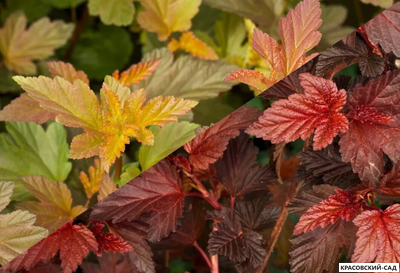 Пузыреплодник калинолистный Дьябло д'Ор