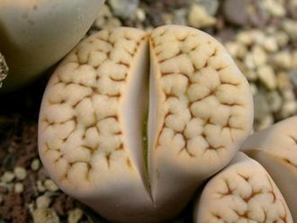 Lithops karasmontana (syn.jacobseniana) C227 - 10 семян