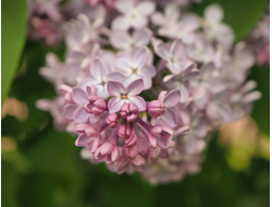 ЦВЕТУЩАЯ СИРЕНЬ