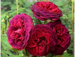 Астрид графин фон Харденберг  (Astrid Grafin von Hardenberg)  Шраб.. Hans Jürgen Evers