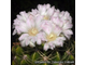 Gymnocalycium multiflorum (sensu Till, HT-2603) GN-4538 (Австрия) - D=10mm