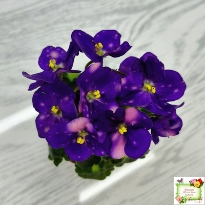 ВаТ-Горох на Десерт (Т. Валькова) 2020 г. (гёрл-листва)