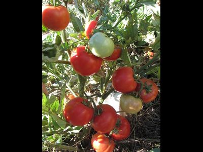 Томат Штамбовый крупноплодный