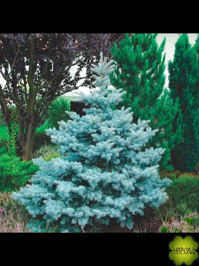 Ель колючая "СУПЕР БЛЮ" (саженец 40-50 см)
