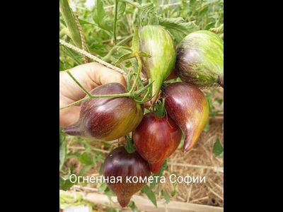 Томат Огненная комета Софии
