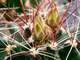 Hamatocactus hamatocanthus - 10 семян