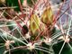 Hamatocactus hamatocanthus - 5 семян