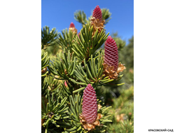 Ель колючая Лаки Страйк - фото крупным планом - красовский-сад.рф