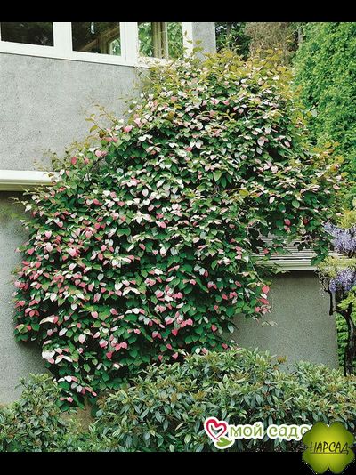 Актинидия &quot;ДОКТОР ШИМАНОВСКИЙ&quot; (ЯРКАЯ ОКРАСКА ЛИСТЬЕВ + ВКУСНЫЕ ЯГОДЫ)