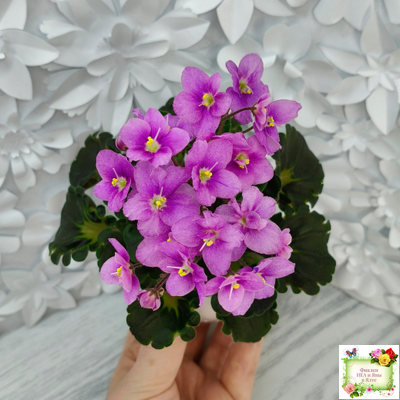 LV-Ланселот (Л. Шевелева) 2025 г. (клакамусный гёрл с кроновой пестролистностью) (стартер)