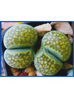 Lithops salicola 'Malachite' C 351 A