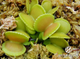 Dionaea muscipula Green wizard