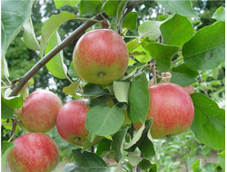 Рождественское (яблоня)