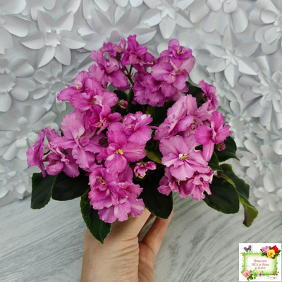 РС-Вещунья (С. Репкина) 2021 г. (клакамас с кроновой пестролистностью)