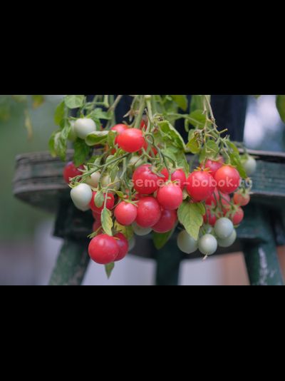 Томат ампельный Korean Creeping (Корейский Стелющийся), 10 шт