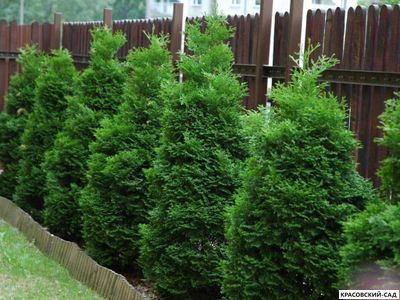 Туя Холмструп - Holmstrup