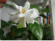 Gardenia Augusta 'Lasting Beauty'