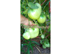 Томат Минусинский властелин