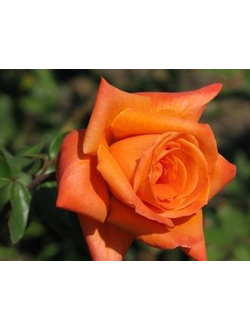 Роза Чайно-Гибридная Ловерс митинг