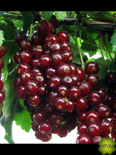 СМОРОДИНА КРАСНАЯ "ВИКСНЕ" (ВЗРОСЛЫЙ КУСТ, горшок С15)