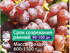 Подарок Винокурову