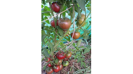 Занавес Маргарет