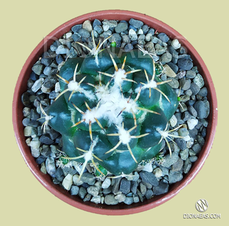 Coryphantha Elephantides