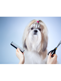 Стрижка шерсти