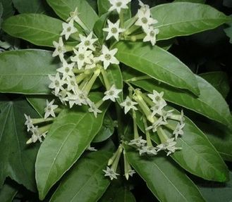 Цеструм ночной / Cestrum nocturnum