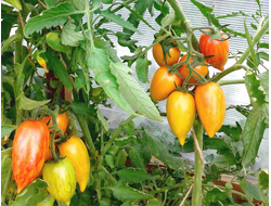 Семена томата Сладкий крем от интернет-магазина УралТомат