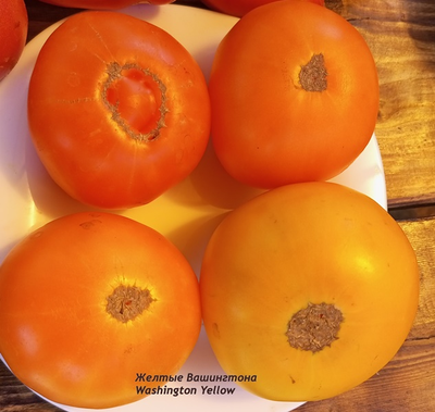 Томат Желтые Вашингтона (Washington Yellow)