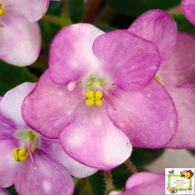 Heinz's Bubbles (H.Dornbusch) (лист посажен 30.01.26)