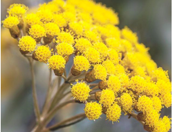 Бессмертник (Helichrysum italicum) 1 г - 100% натуральное эфирное масло