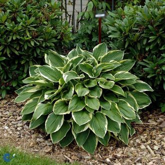 ХОСТА Форчуна Ауреомаргината (Hosta fortunei Aureomarginata)