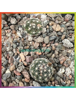 Porfiria schwarzii SB 699