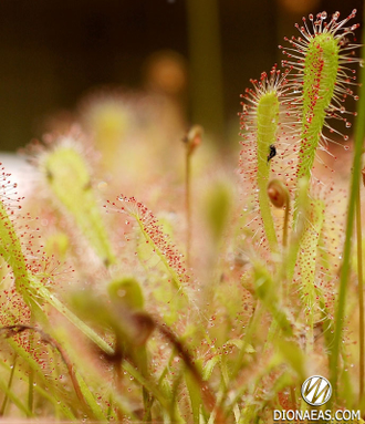 Drosera "Nidiformis"