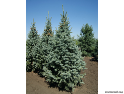 Ель колючая Ретрофлекса - Retroflexa