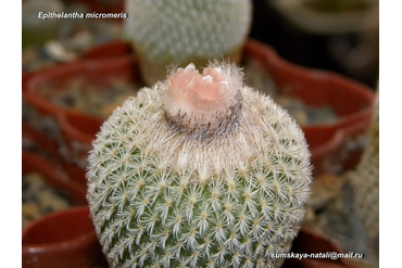 Epithelantha micromeris