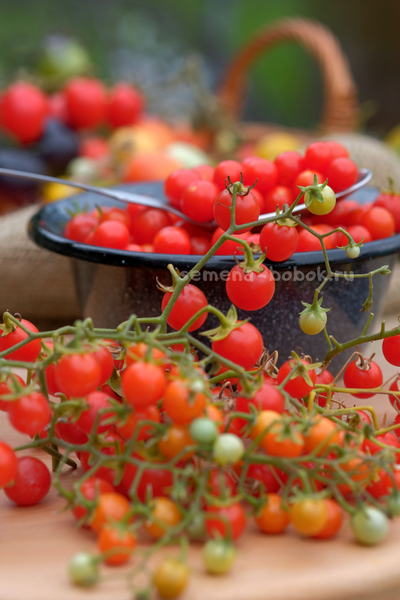 Томат ампельный Сотни и тысячи (100 и 1000), 10 шт.