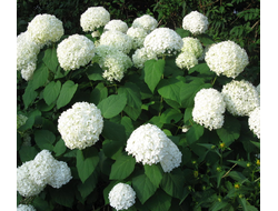 Гортензии древовидные