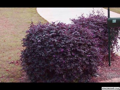 Пузыреплодник калинолистный Литтл Энджел купить в Красовский-сад.рф по выгодной цене