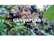 Грушанка, гаультерия пахучая (Gaultheria fragrantissima) 5 мл - 100% натуральное эфирное масло